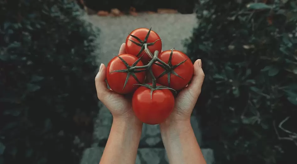 ντομάτες για δραστικότητα